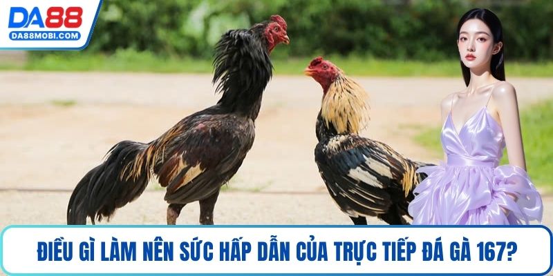 Điều gì làm nên sức hấp dẫn của trực tiếp đá gà 167?