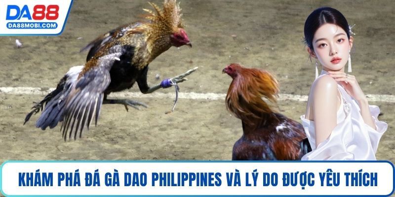 Khám phá đá gà dao Philippines và lý do được yêu thích