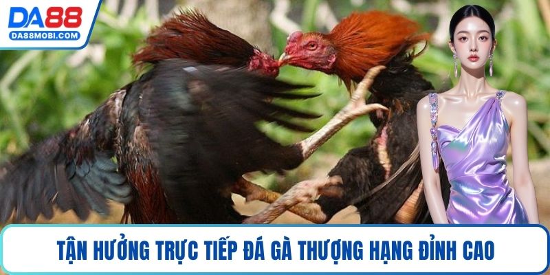 Tận hưởng trực tiếp đá gà thượng hạng đỉnh cao