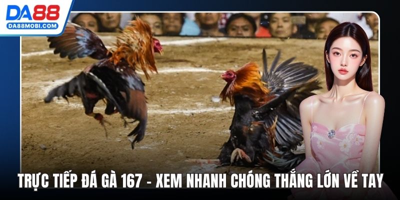 Trực Tiếp Đá Gà 167 - Xem Nhanh Chóng Thắng Lớn Về Tay